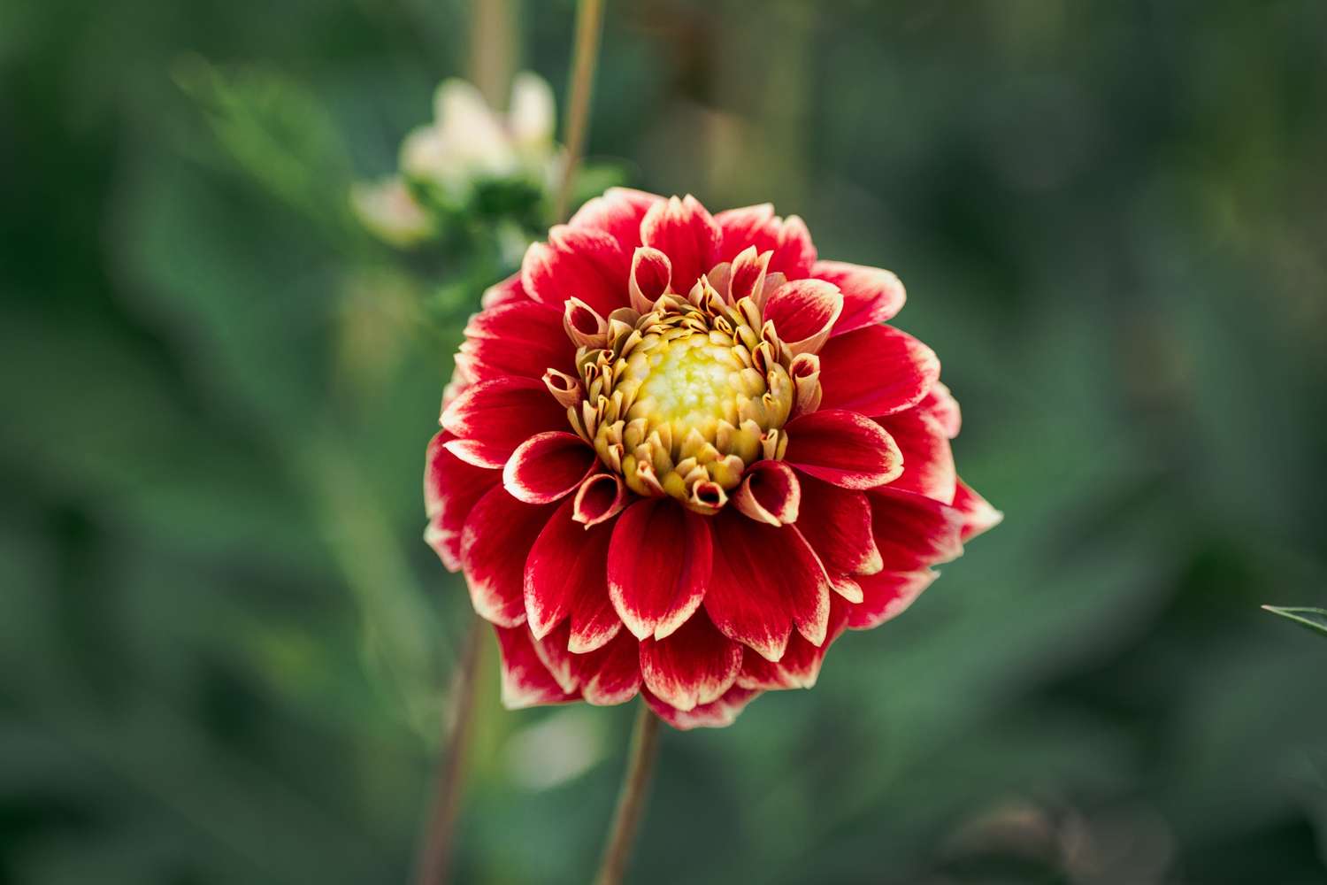 Dahlie 'Jowey Hubert'